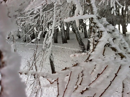 Raquettes sur le plateau de l'Aubrac entre Aveyron et Lozère: neige au rendez vous Raquettes sur le plateau de l'Aubrac entre Aveyron et Lozère: neige au rendez vous