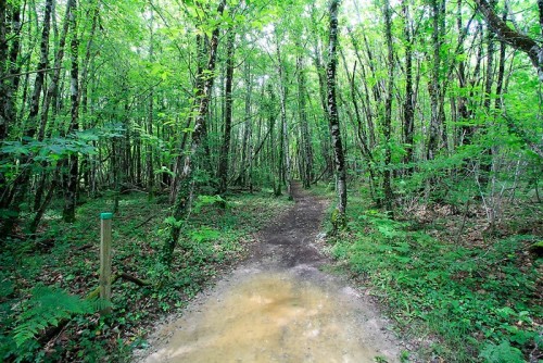Balade dans la forêt en Dordogne Balade dans la forêt en Dordogne