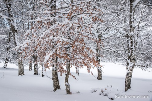Balades en hiver sur Aubrac Balades en hiver sur Aubrac