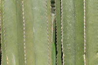 Balade dans le Jardin Majorelle à Marrakech Balade dans le Jardin Majorelle à Marrakech