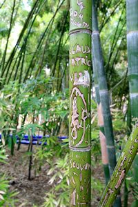 Balade dans le Jardin Majorelle à Marrakech Balade dans le Jardin Majorelle à Marrakech