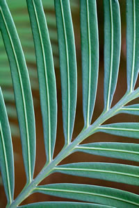 Balade dans le Jardin Majorelle à Marrakech Balade dans le Jardin Majorelle à Marrakech