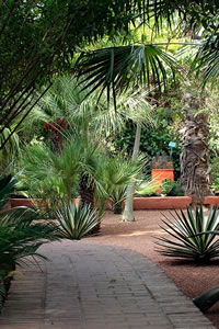 Balade dans le Jardin Majorelle à Marrakech Balade dans le Jardin Majorelle à Marrakech