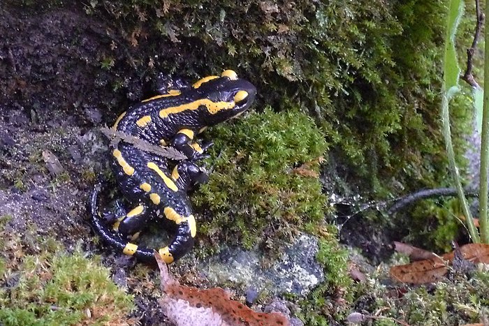 Activité VTT en pays de Gex