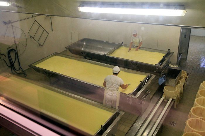 Fabrication du bleu de Gex : on remue le lait