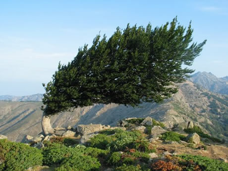 Arbres couchés par le vent Arbres couchés par le vent