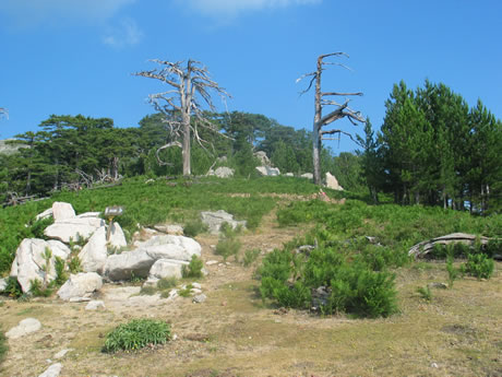 Bocca Palmente Bocca Palmente