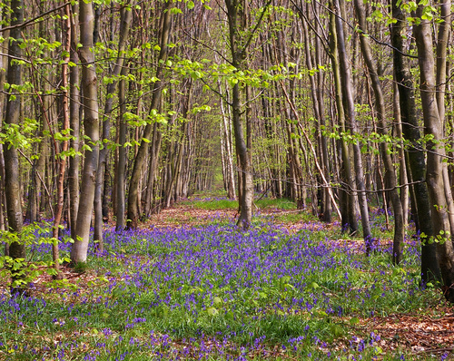 Circuit du Chemin Blanc : Blangy sur Ternoise Image Panoramio