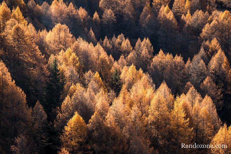 Mélèzes à l'automne en Vanoise Mélèzes à l'automne en Vanoise