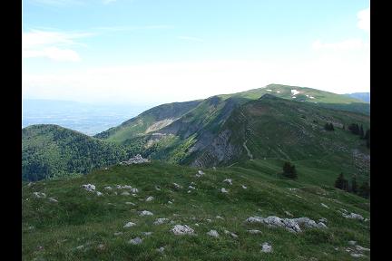 Colomby de Gex Colomby de Gex