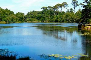 Flânerie à Ychoux : le sentier bleu vers l'étang de la Forge Flânerie à Ychoux : le sentier bleu vers l'étang de la Forge