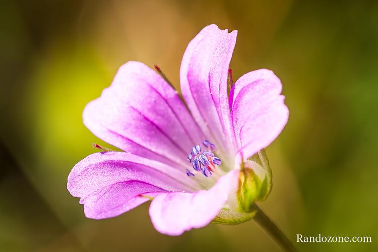 Macro dans les Pyrénées Macro dans les Pyrénées