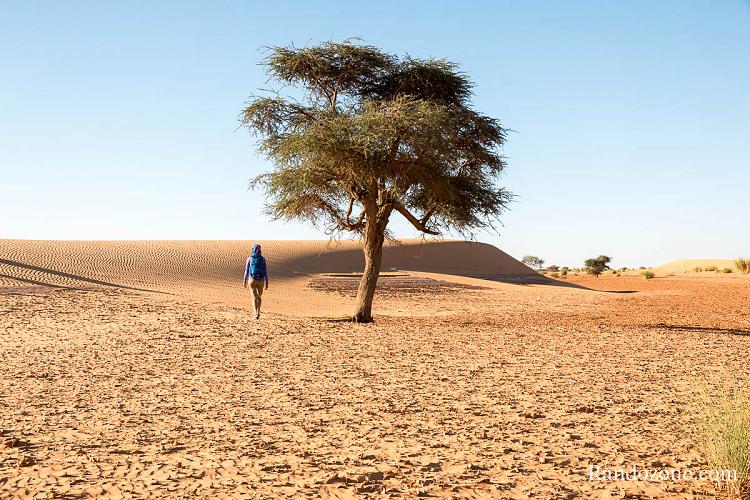 Marche dans le désert en Mauritanie Marche dans le désert en Mauritanie