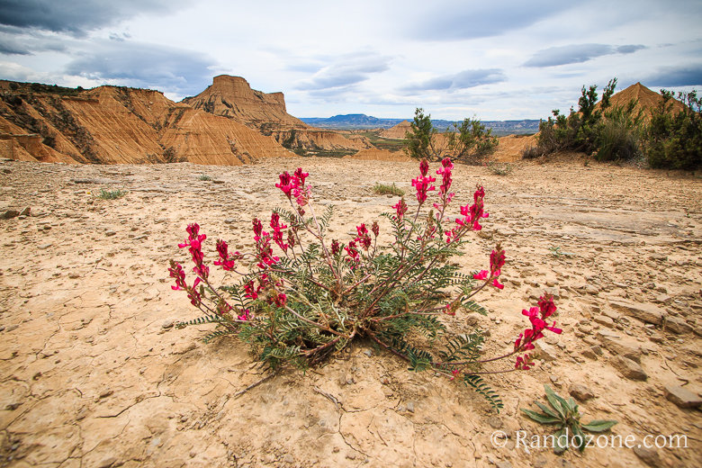 Randonnée en boucle à la Piskerra Il y a quand même des fleurs qui arrivent à pousser