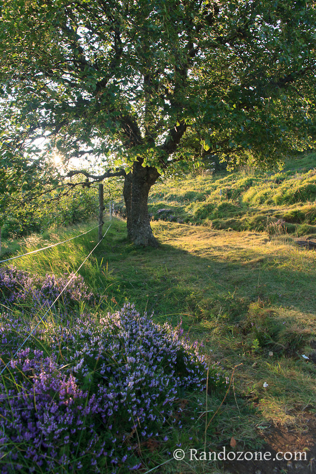 Randonnée sur les crêtes du Sancy 2 Randonnée sur les crêtes du Sancy