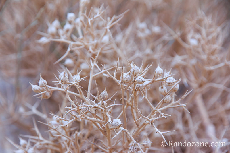 Randonnée dans le désert de Néguev