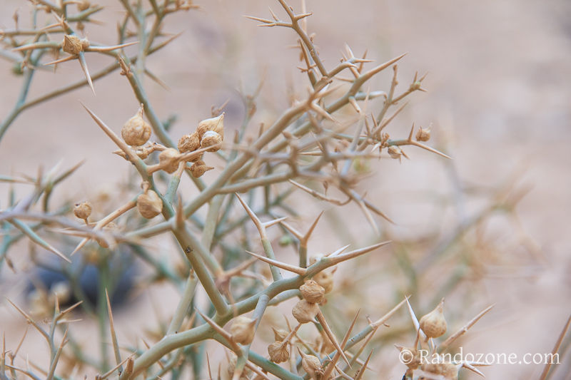 Randonnée dans le désert de Néguev