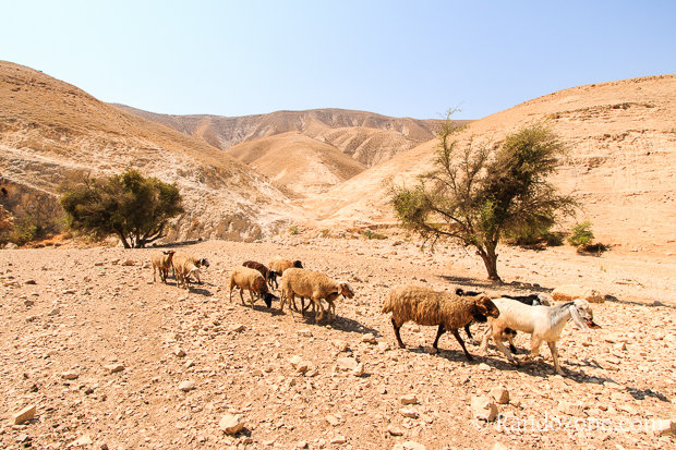 Randonnée Wadi Qelt - Israël