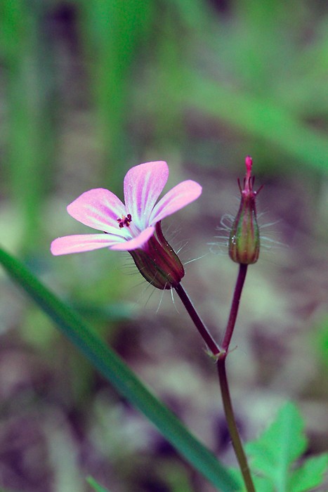 Randonnée dans le trou de Bozouls 15 Randonnée dans le trou de Bozouls 15