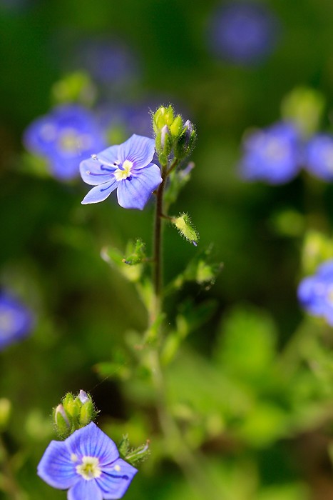 Randonnée dans le trou de Bozouls 16 Randonnée dans le trou de Bozouls 16