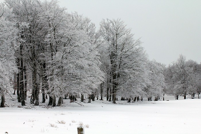 Randonnée sur le sentier botanique et écologique de Laguiole Randonnée sur le sentier botanique et écologique de Laguiole