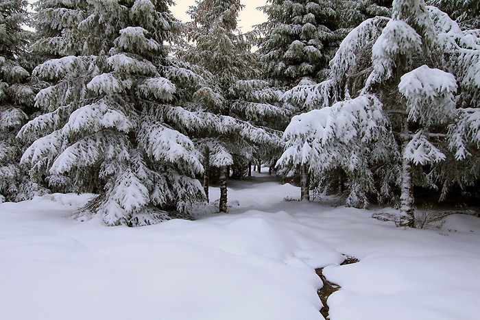 Randonnée sur le sentier botanique et écologique de Laguiole Randonnée sur le sentier botanique et écologique de Laguiole