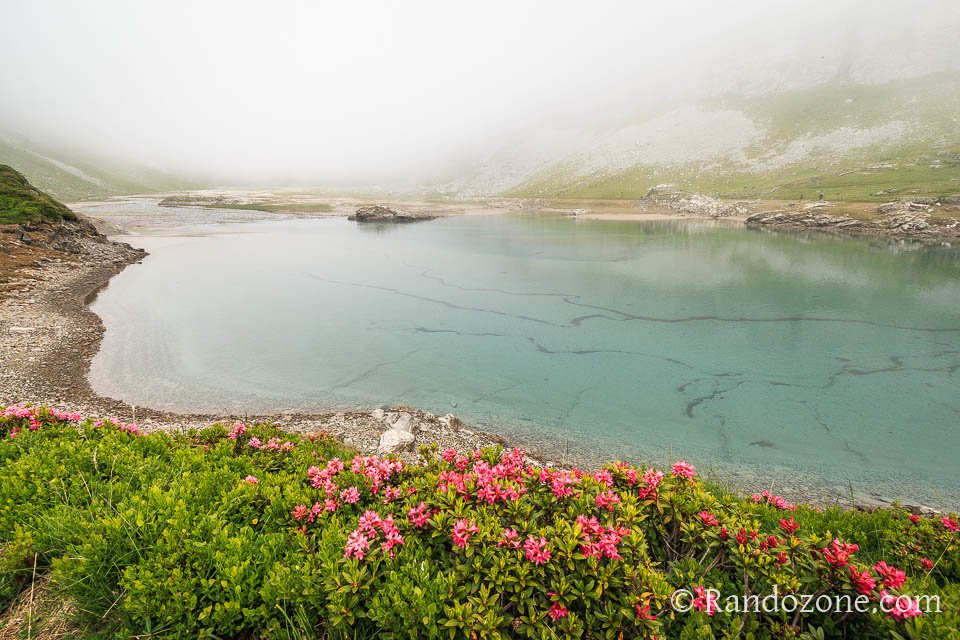 Fleurs au lac d'Ossoue Fleurs au lac d'Ossoue