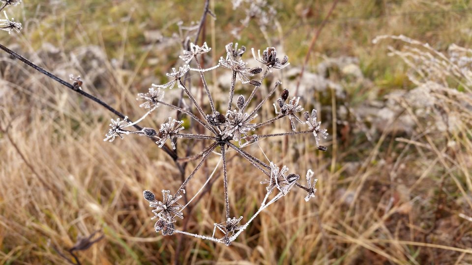 Le givre gagne toute la nature Le givre gagne toute la nature