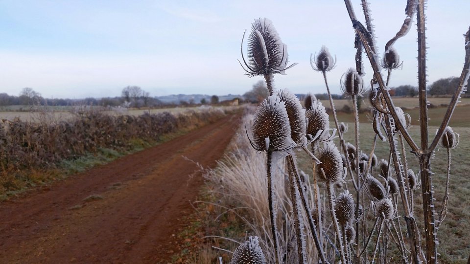 Des chardons bordent la piste de terre Des chardons bordent la piste de terre