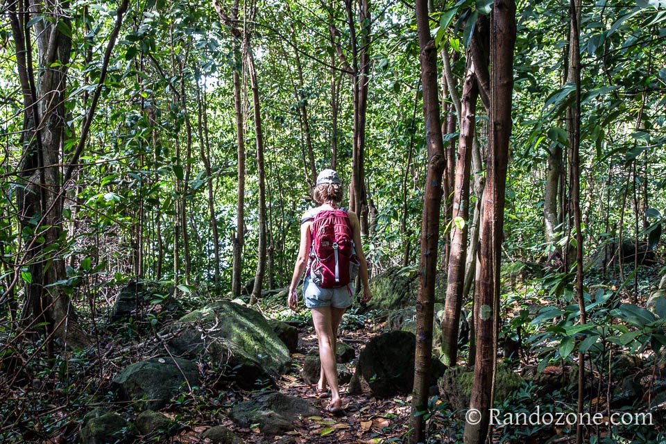 On marche dans la forêt en longeant la mer On marche dans la forêt en longeant la mer