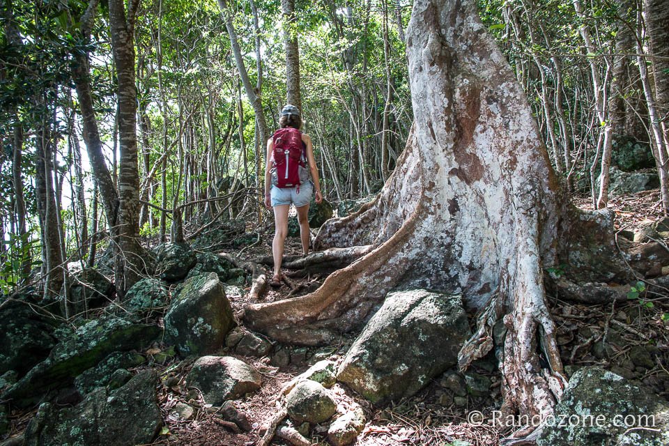 La forêt domaniale du littoral de Trois-Rivières est vraiment superbe La forêt domaniale du littoral de Trois-Rivières est vraiment superbe