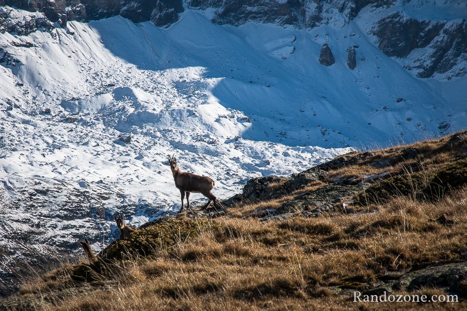 On retrouve le troupeau d'isards On retrouve le troupeau d'isards