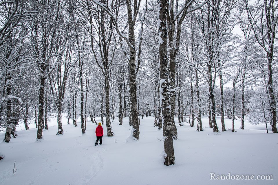 Superbe forêt d'arbres enneigés Superbe forêt d'arbres enneigés