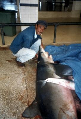 Maroc : Essaouira Maroc : Essaouira