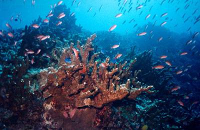 Réunion : La Réunion Réunion : La Réunion