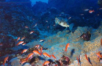 Réunion : La Réunion Réunion : La Réunion