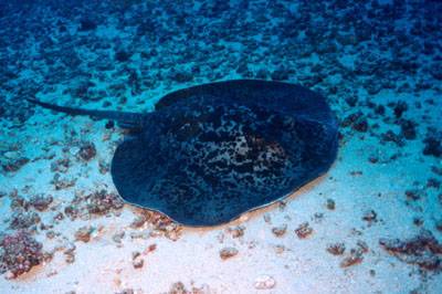 Réunion : La Réunion Réunion : La Réunion