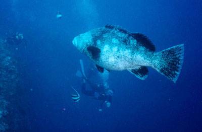 Réunion : La Réunion Réunion : La Réunion