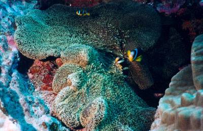 Réunion : La Réunion Réunion : La Réunion