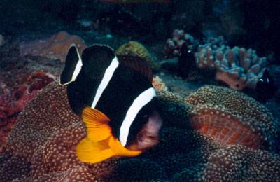 Réunion : La Réunion Réunion : La Réunion