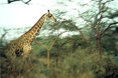 Sénégal : Girafe au Sénégal Sénégal : Girafe au Sénégal
