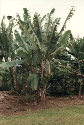 Guadeloupe : Guadeloupe Guadeloupe : Guadeloupe