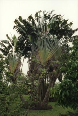 Guadeloupe : Guadeloupe Guadeloupe : Guadeloupe