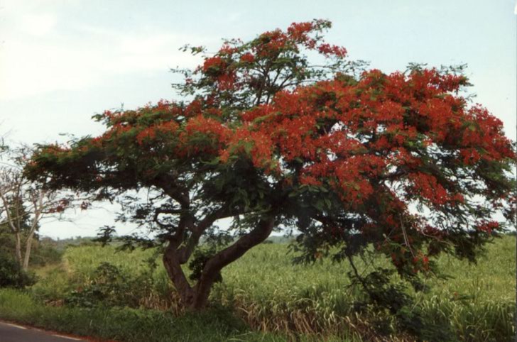 Guadeloupe : Guadeloupe Guadeloupe : Guadeloupe