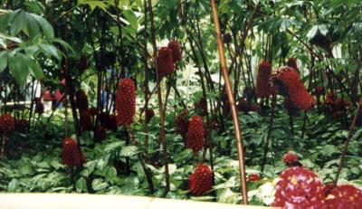 Martinique : Martinique Martinique : Martinique