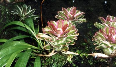 Martinique : Martinique Martinique : Martinique