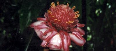 Martinique : Martinique Martinique : Martinique