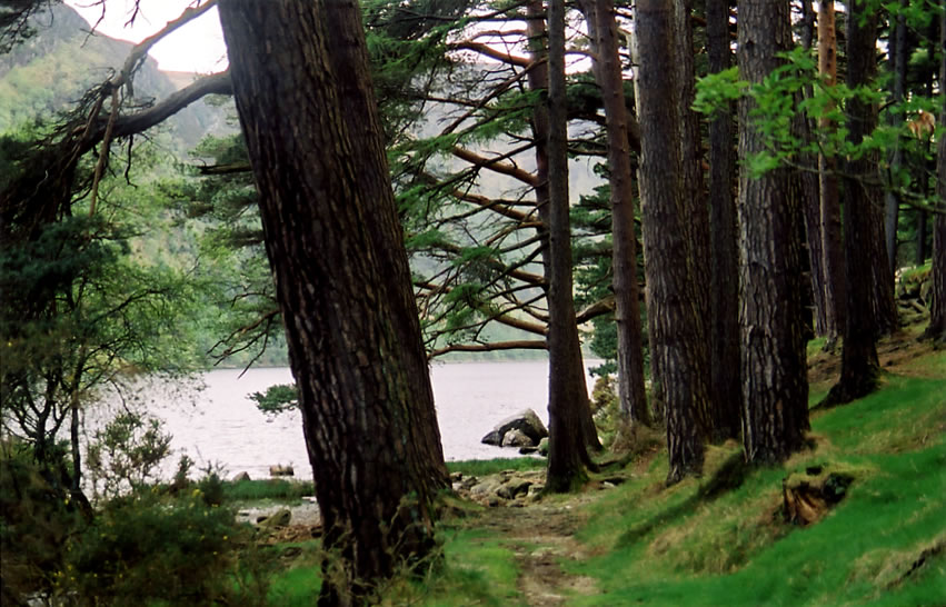 Irlande : Sentier pour rejoindre le lac Irlande : Sentier pour rejoindre le lac