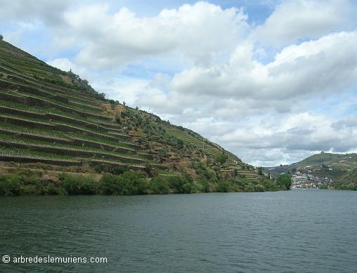 Portugal : Vallée du Douro Portugal : Vallée du Douro