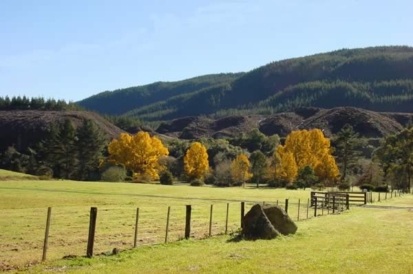 Nouvelle Zélande : Arbres en automne Nouvelle Zélande : Arbres en automne